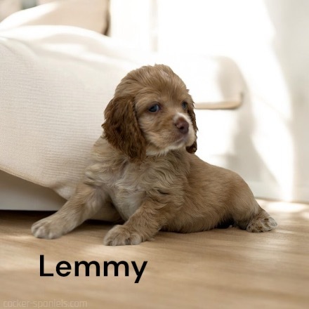 puppy, for, sale, Cocker Spaniel, Joe & Cherri  Overlease, dog, breeder, Miller, MO, dog-breeder, puppy-for-sale, forsale, nearby, find, puppyfind, locator, puppylocator, aca